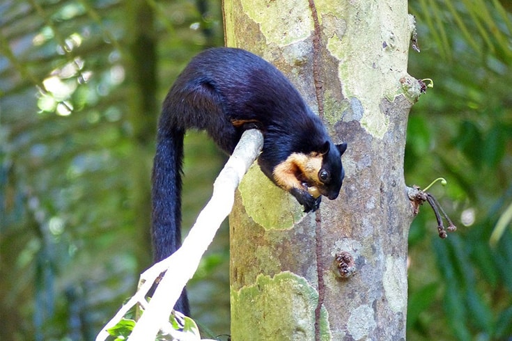 Animals at Con Dao National Park