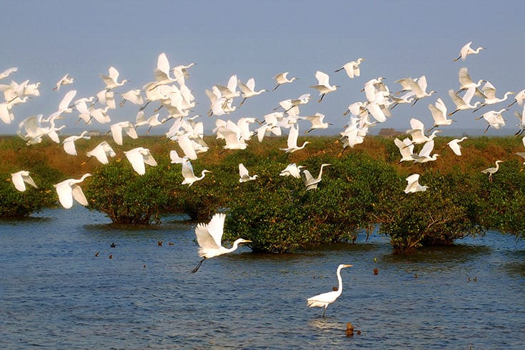 Birds in Xuan Thuy national Park