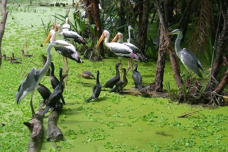 Biodiversity values of Tram Chim National Park