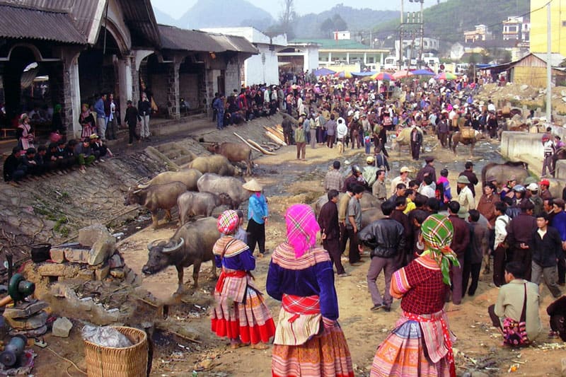 Bac Ha Sunday Market Cattle