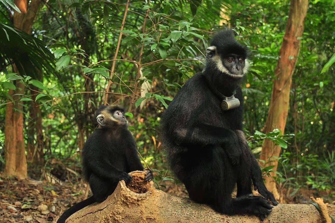 Tam Dao National Park Fauna
