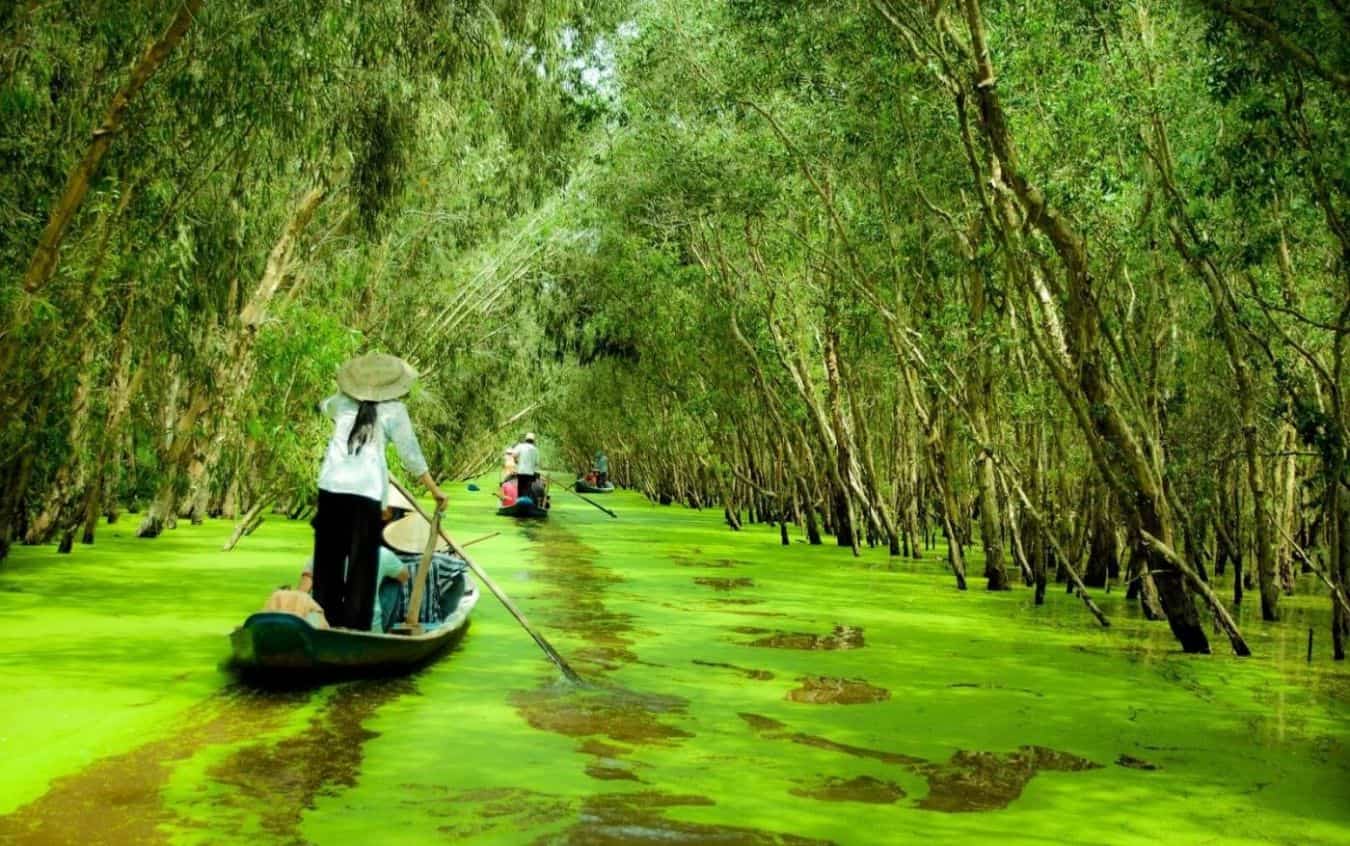 Tra Su Cajuput Forest Travel Guide: What You Need to Know