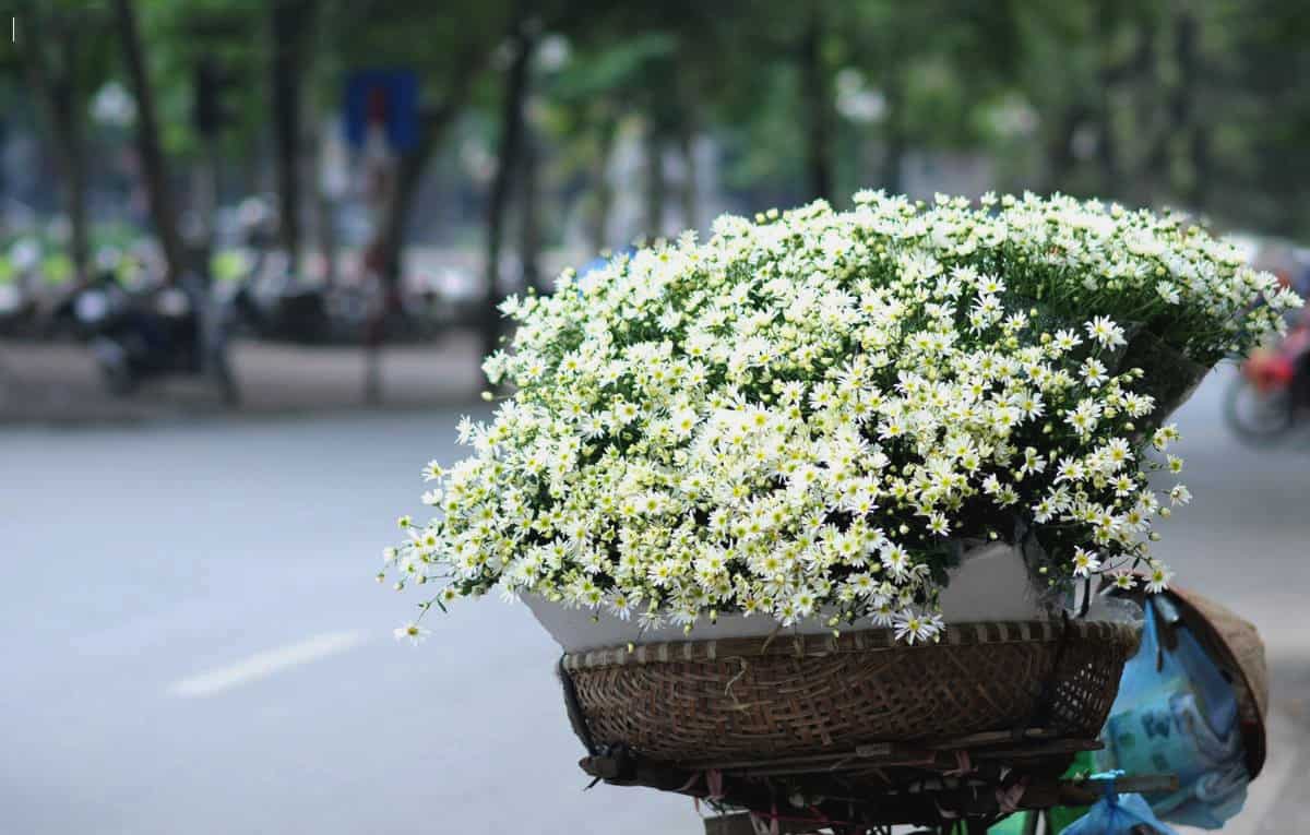 Daisy in Hanoi