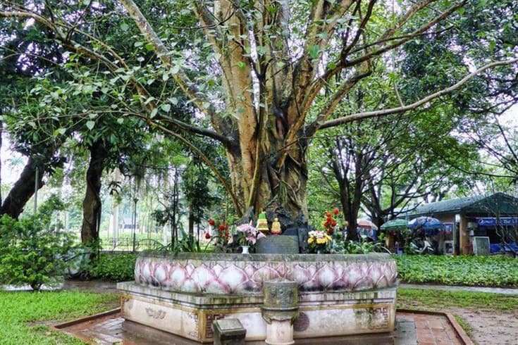 A bodhi tree in one pillar pagoda area