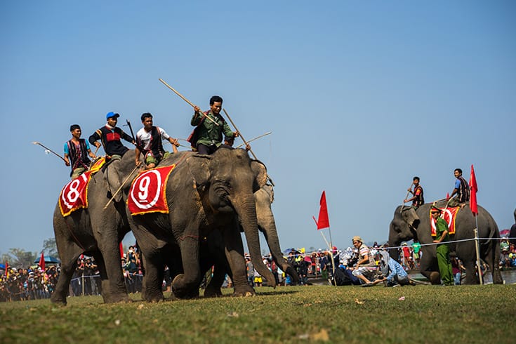 How is Elephant Race Festival Prepared