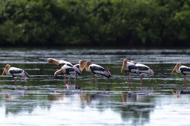 bird paradise in Xuan Thuy national park