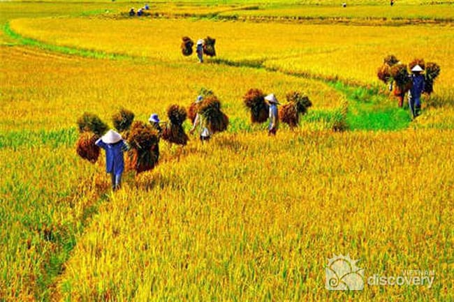 Harvesting Day Tour in Hanoi Suburb (Summer-Autumn Crop)