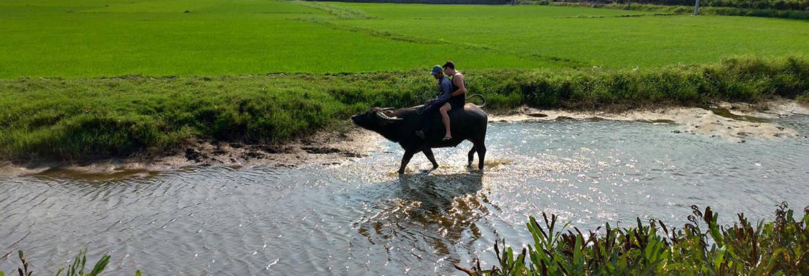 Riding a Water Buffalo in Hoi An - Unique Activity for Village Experience