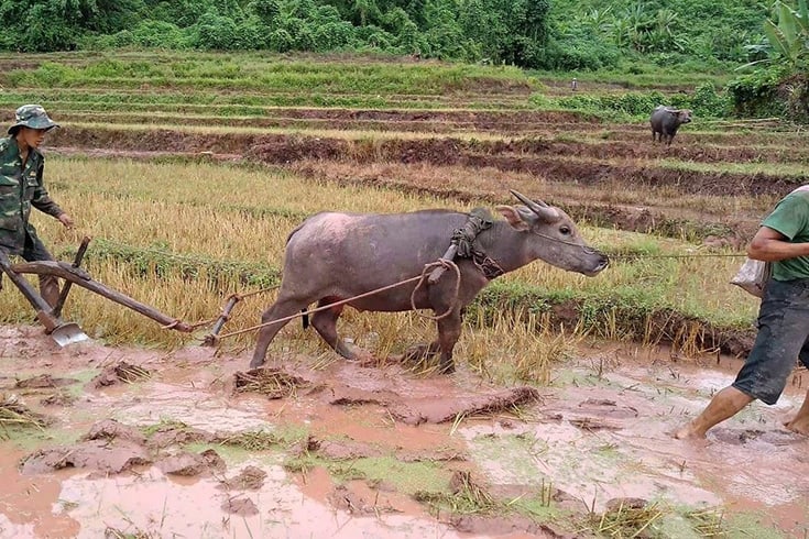 Water Buffalo is the National Animal of Vietnam