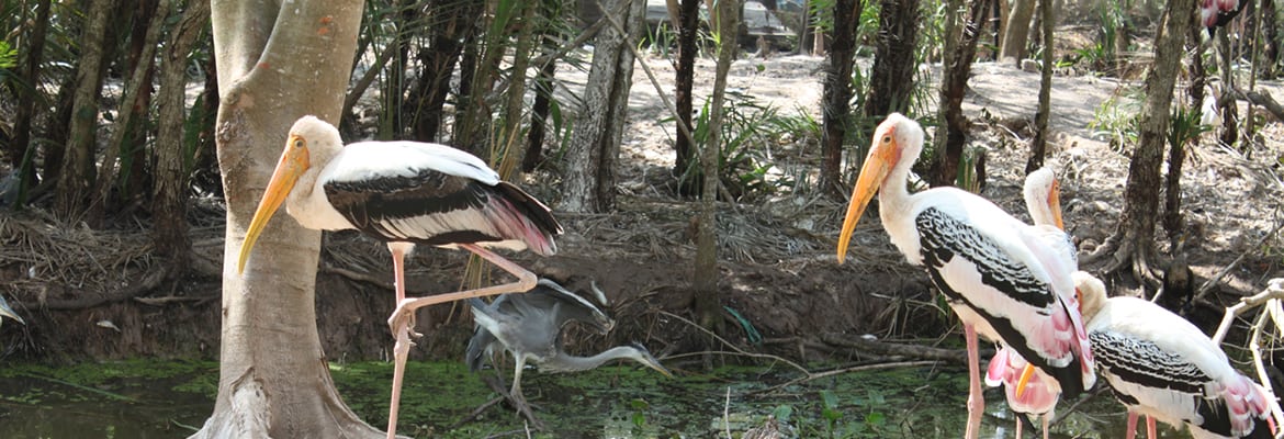 Bac Lieu Bird Sanctuary