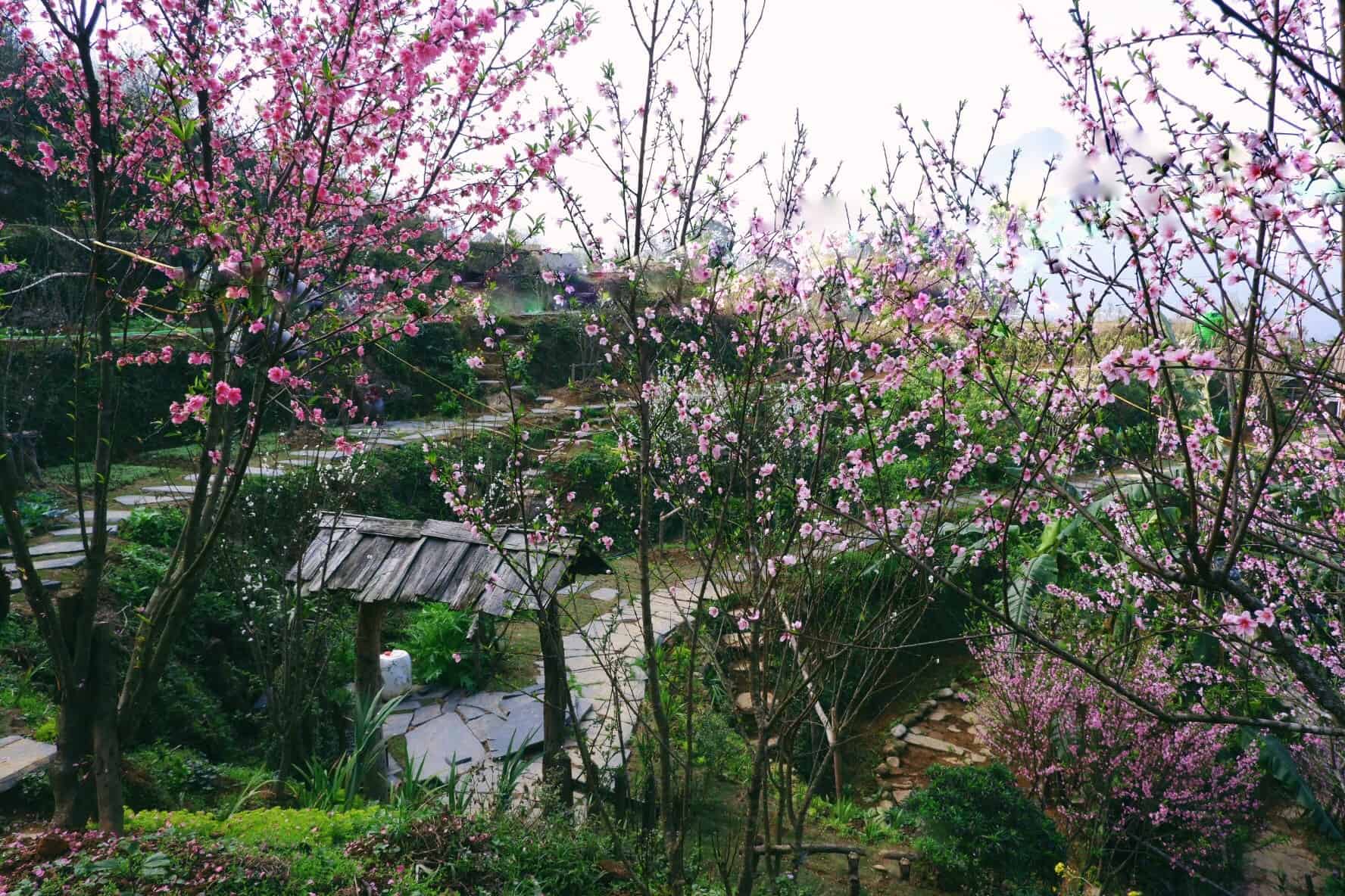 Beautiful peach blossom in December at Ta Phin Cottage - homestay in Sapa