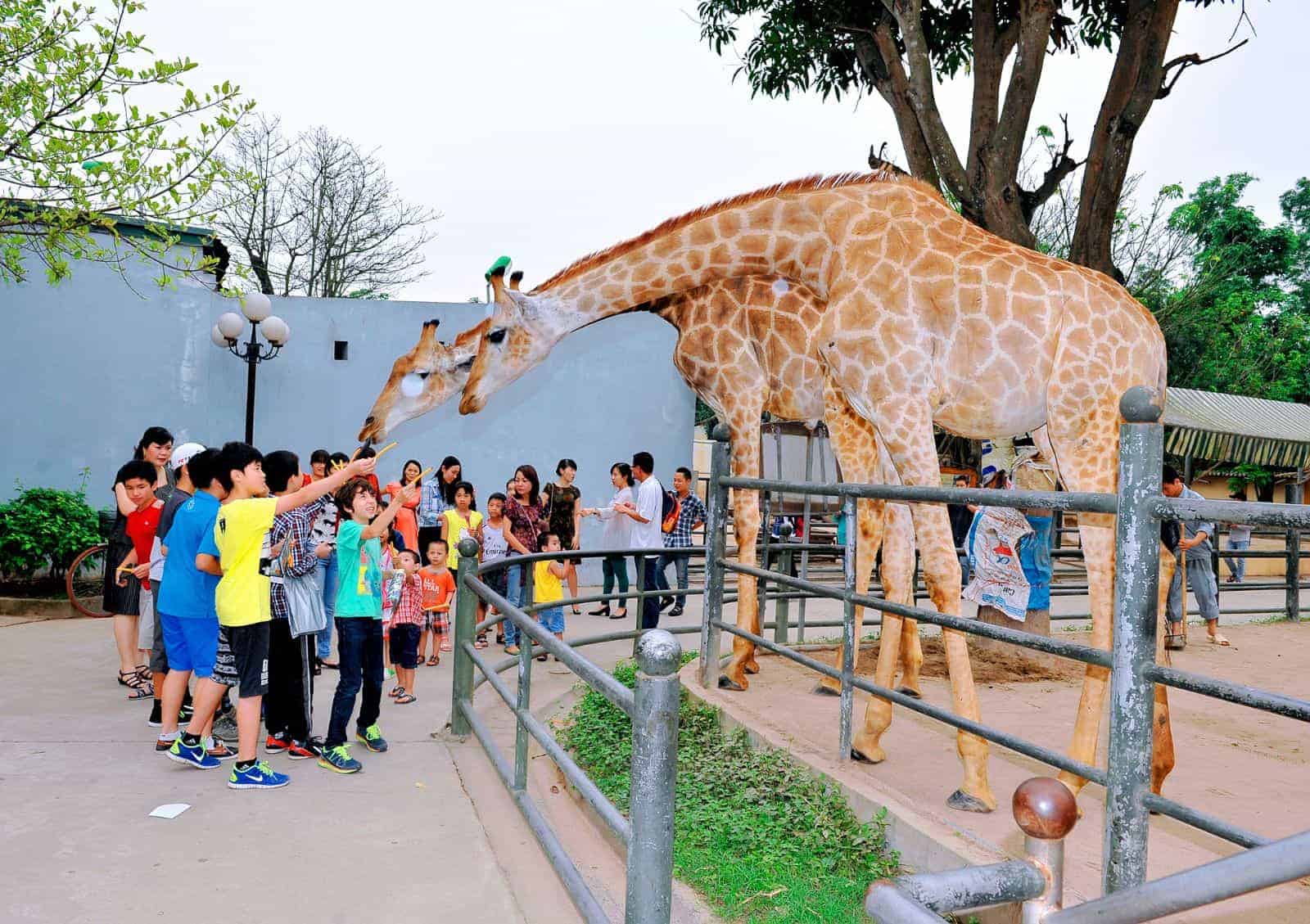 Play with animal at Bao Son Paradise