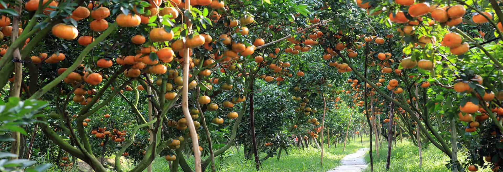 Top 3 Most Famous and Largest Fruit Orchards in Mekong Delta