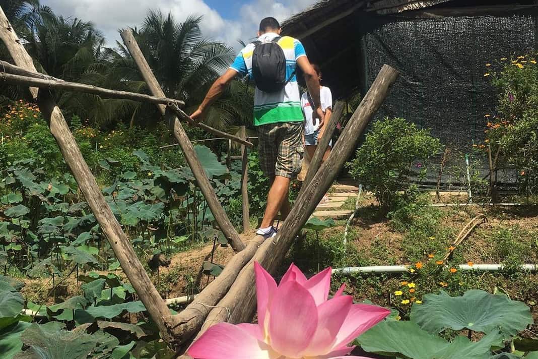 Lotus pond in Tan Phong island