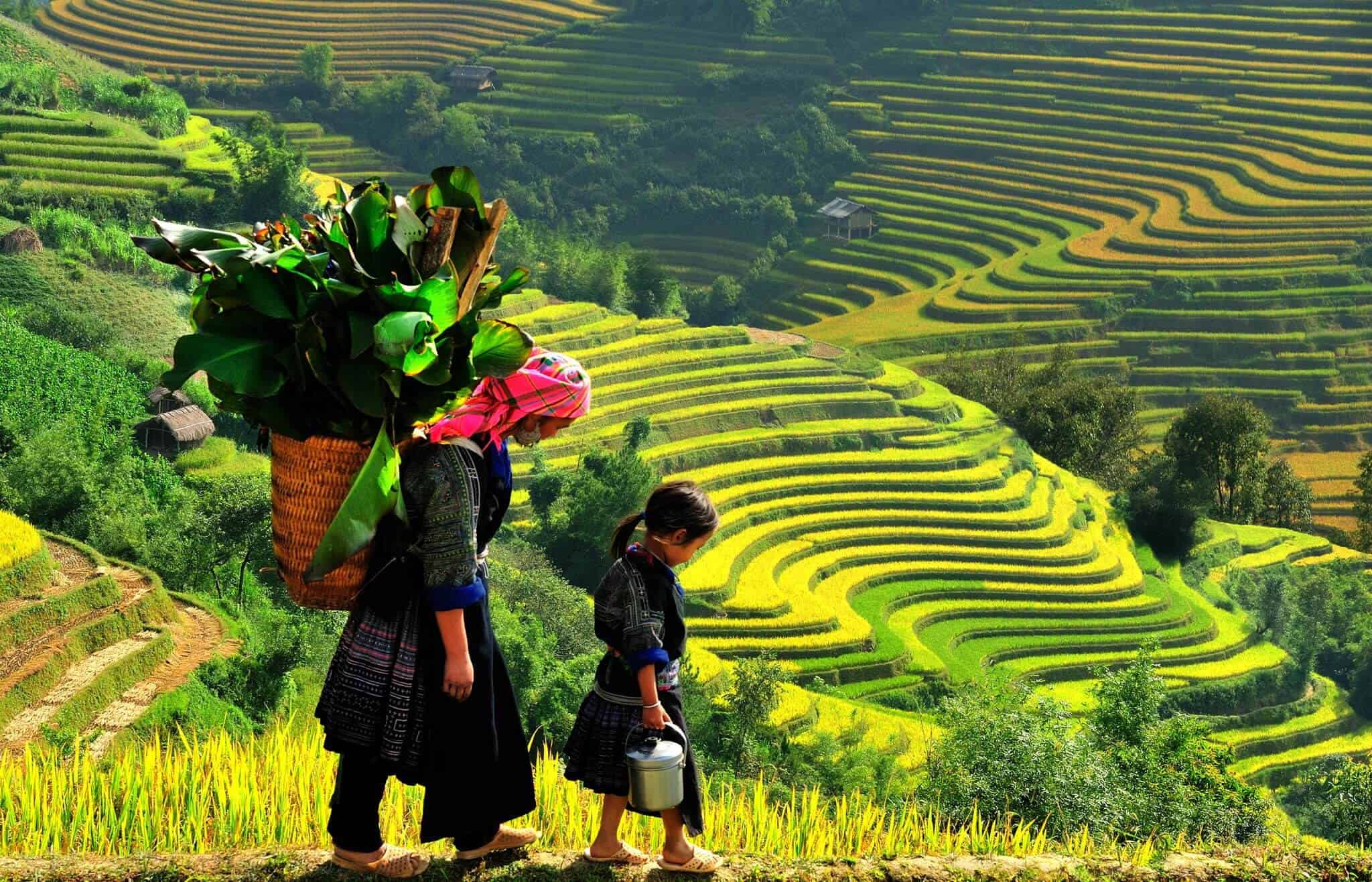 terraced-fields