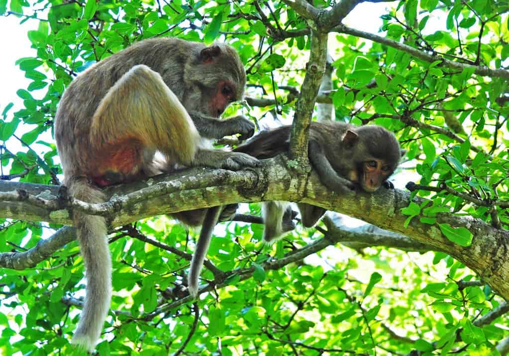 Phu Quoc National Park Fauna