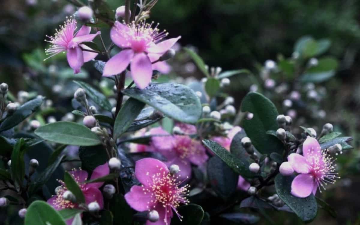 Phu Quoc National Park Flora