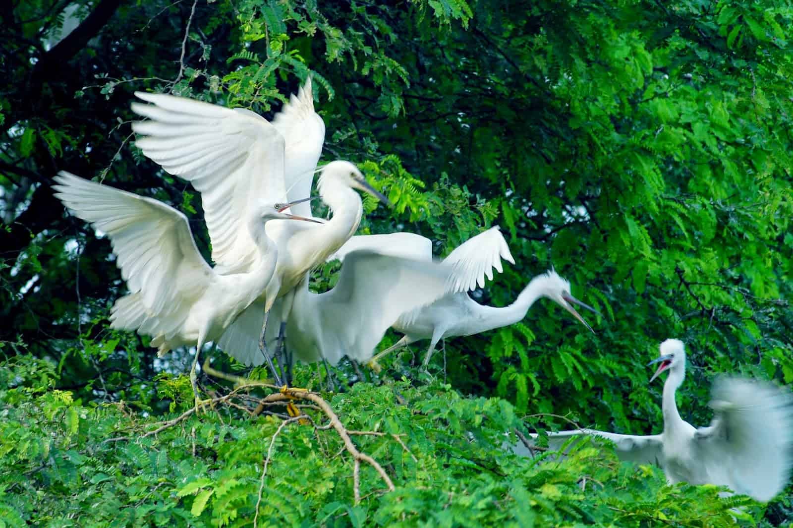 bang-lang-stork-garden