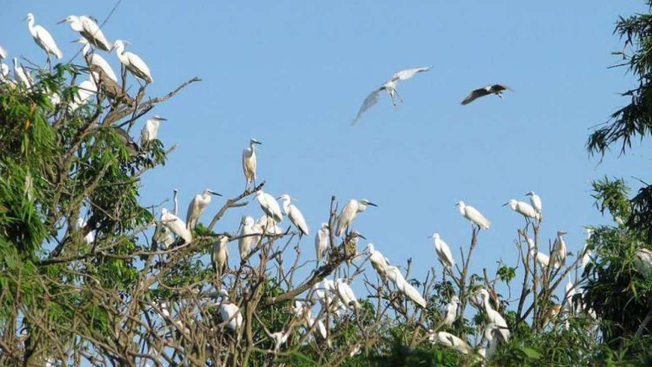 bang-lang-stork-sanctuary