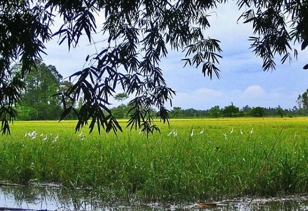 rice-padding-field