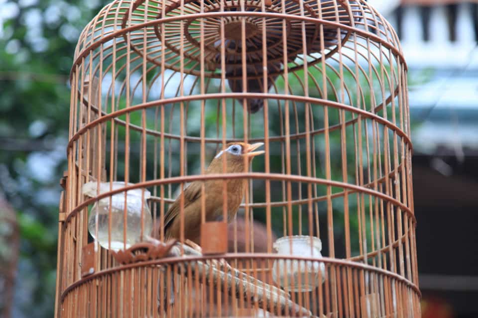 Highlights of Vac bird cage mHighlights of Vac bird cage making villageaking village