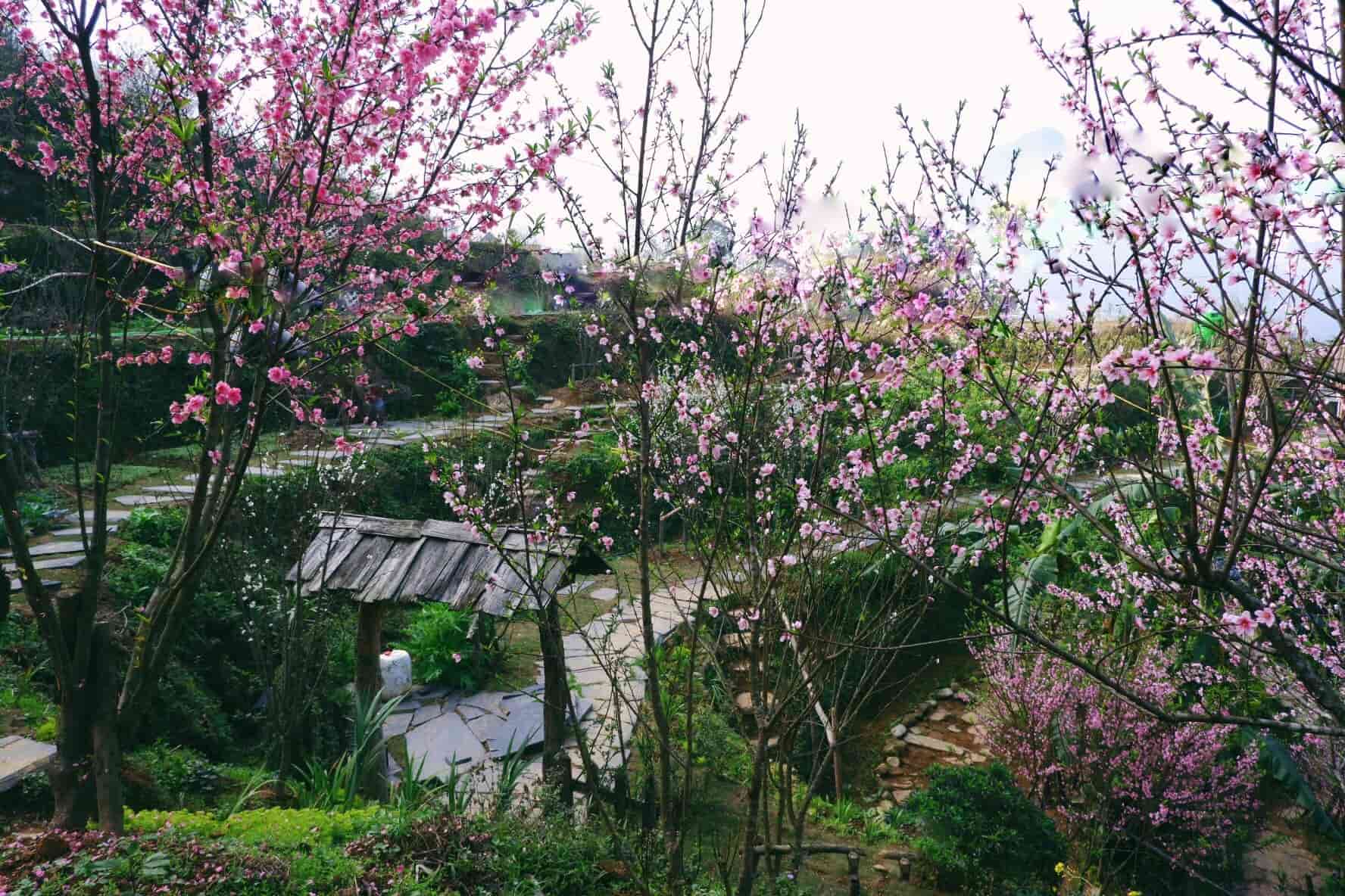 Beautiful peach blossom in December season at Ta Phin cottage in Sapa