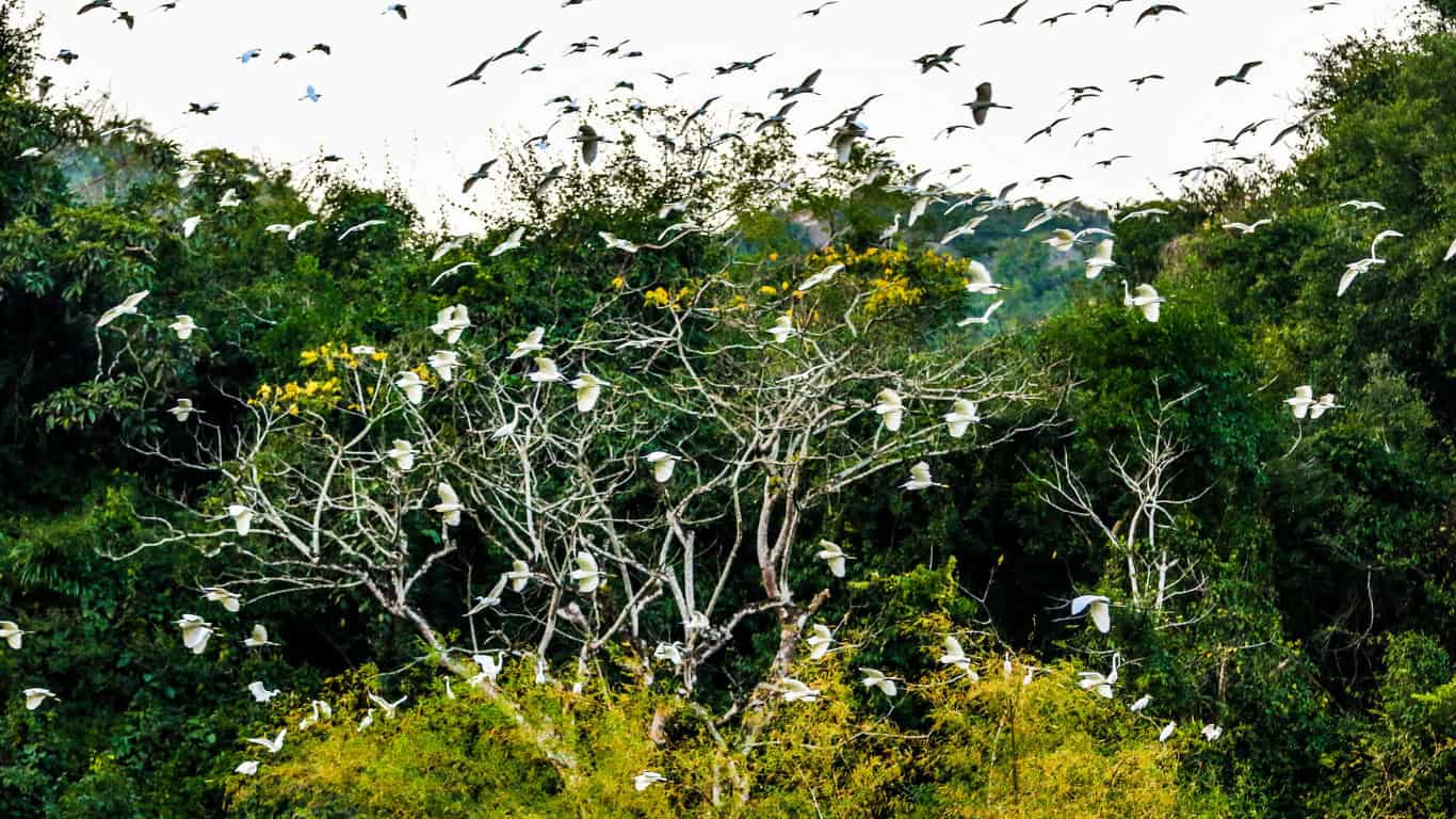 Bird Valley Ninh Binh: Explore the Magic of Thung Nham Bird Park