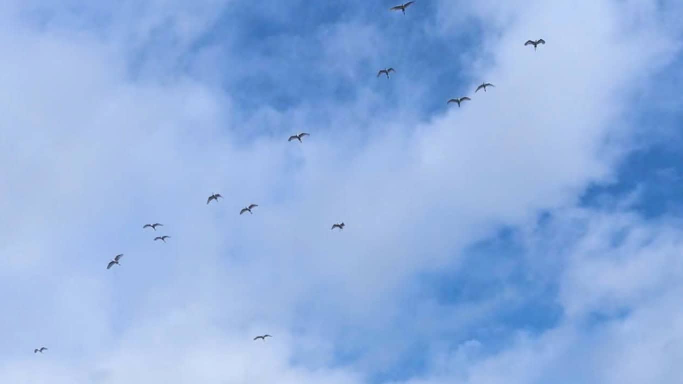 bird valley ninh binh: beautiful sky with birds