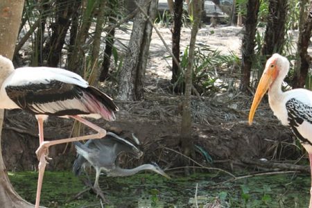 Bac Lieu Bird Sanctuary