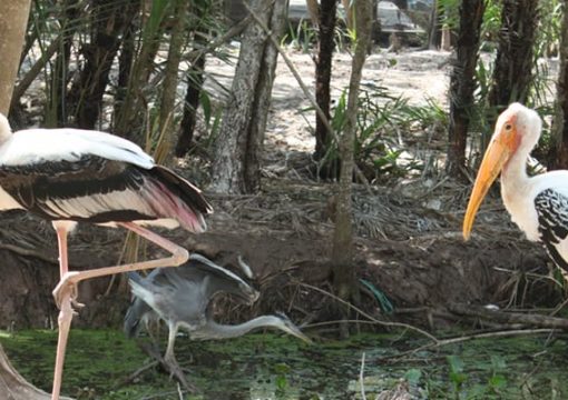 Bac Lieu Bird Sanctuary