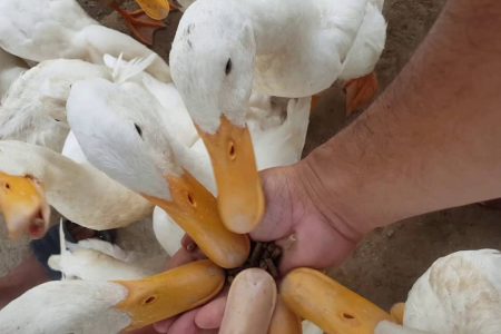 Bizarre Service of Duck Massage in Quang Binh Province, Vietnam