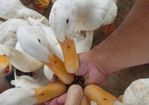 Bizarre Service of Duck Massage in Quang Binh Province, Vietnam