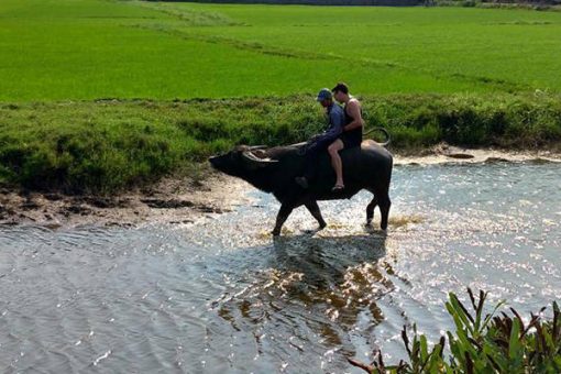 Riding a Water Buffalo in Hoi An – Unique Activity for Village Experience