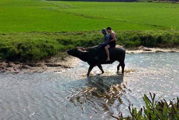 Riding a Water Buffalo in Hoi An  Unique…