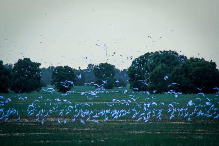 8 Best Vietnam’s National Parks for Wildlife Discovery