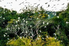 Bird Valley Ninh Binh: Explore the Magic of Thung Nham Bird Park