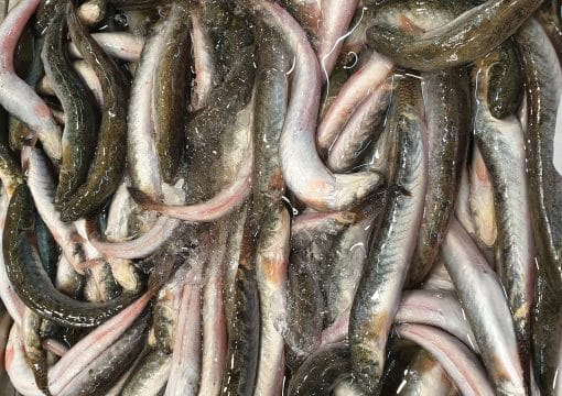 Cá Kèo: Vietnamese Goby Fish and Four Ways to Eat It